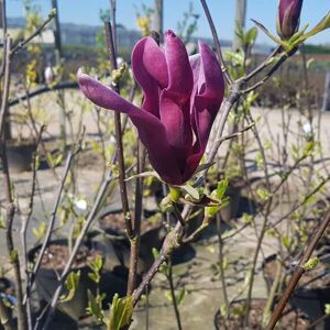 Magnolia liliiflora 'Nigra' (Regular 80 litre 200-250 cm) 200-250 cm